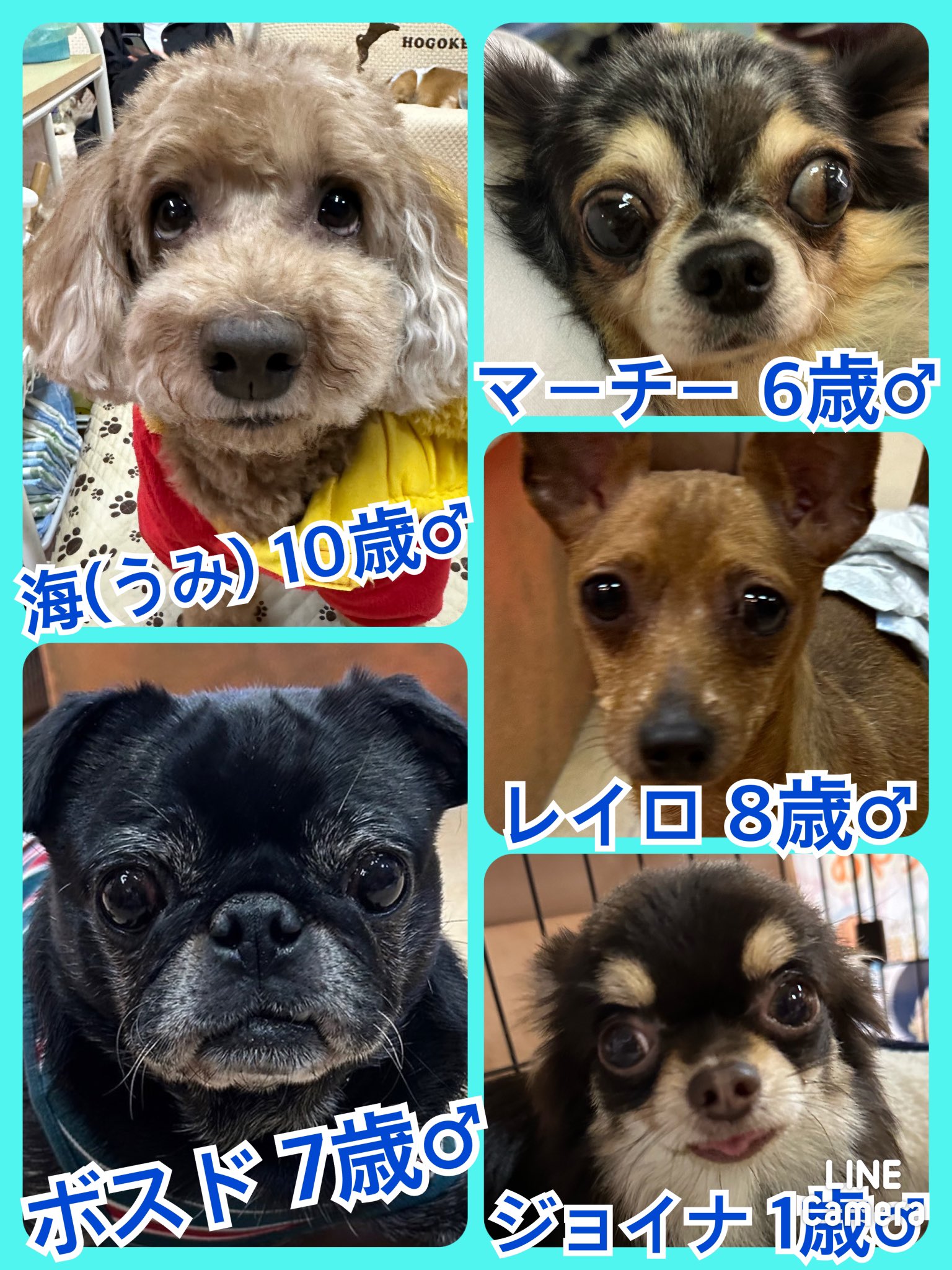 🐾今日の里親様募集中ワンコ🐶メンバーです🐾2023,11,25【保護犬カフェ天神橋店】